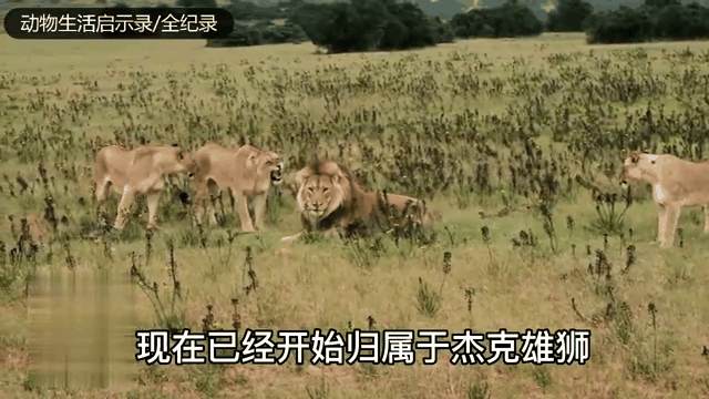 江南体育-雄狮队全队努力，击败对手获胜